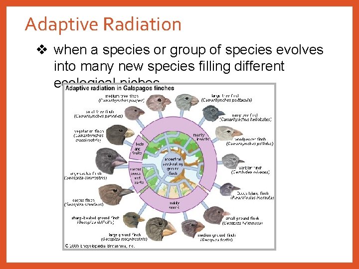 Adaptive Radiation v when a species or group of species evolves into many new