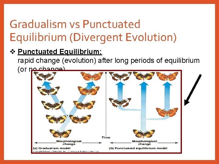 Gradualism vs Punctuated Equilibrium (Divergent Evolution) v Punctuated Equilibrium: rapid change (evolution) after long