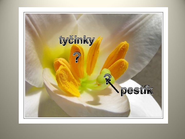 tyčinky ? ? pestík 