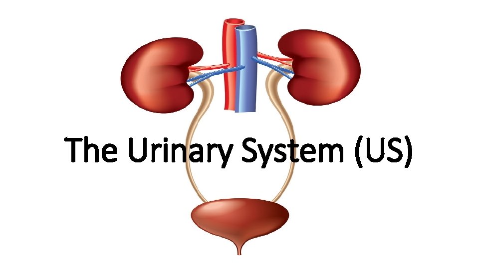 The Urinary System (US) 