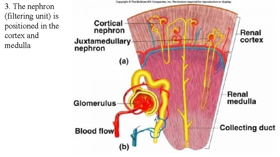 3. The nephron (filtering unit) is positioned in the cortex and medulla 