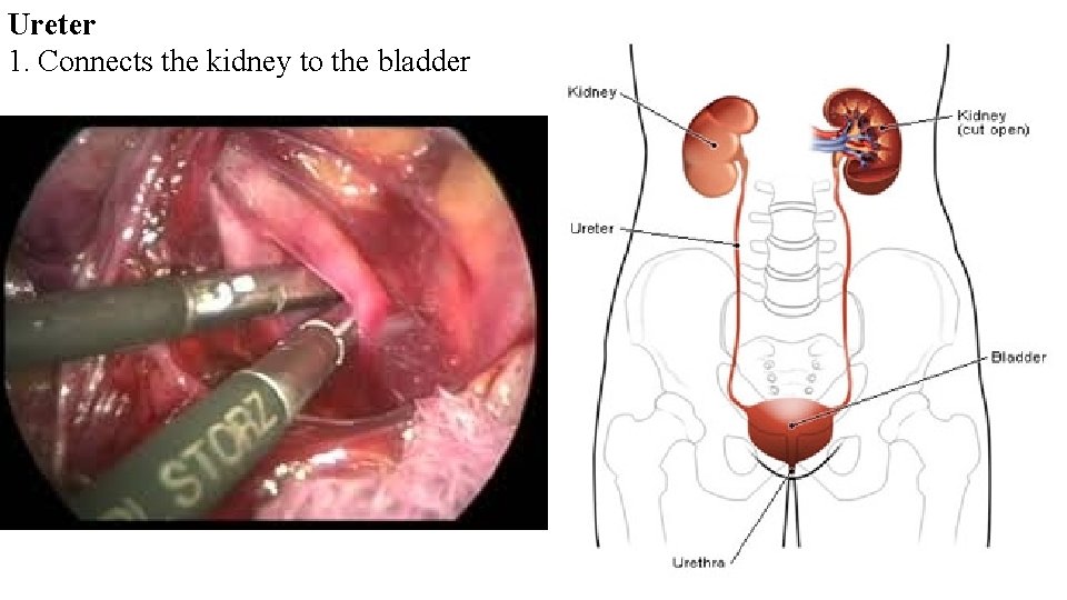 Ureter 1. Connects the kidney to the bladder 