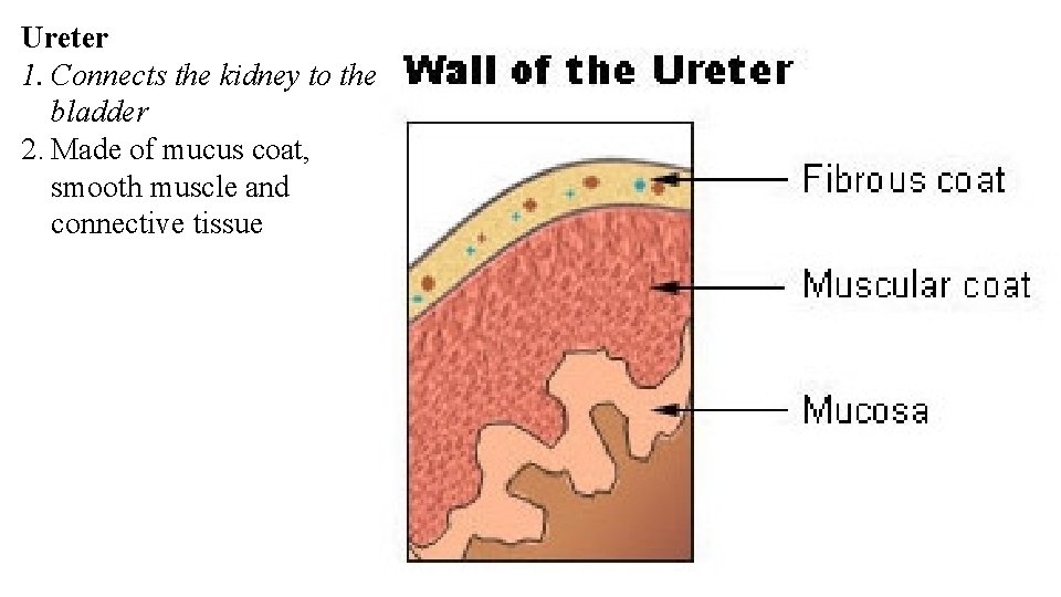 Ureter 1. Connects the kidney to the bladder 2. Made of mucus coat, smooth