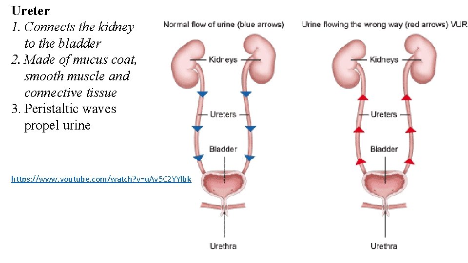 Ureter 1. Connects the kidney to the bladder 2. Made of mucus coat, smooth