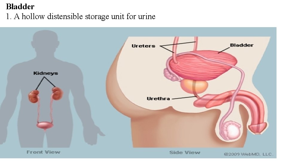 Bladder 1. A hollow distensible storage unit for urine 