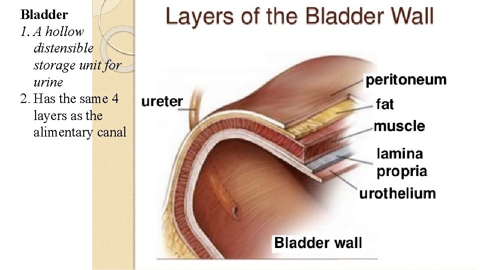 Bladder 1. A hollow distensible storage unit for urine 2. Has the same 4