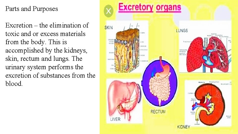 Parts and Purposes Excretion – the elimination of toxic and or excess materials from