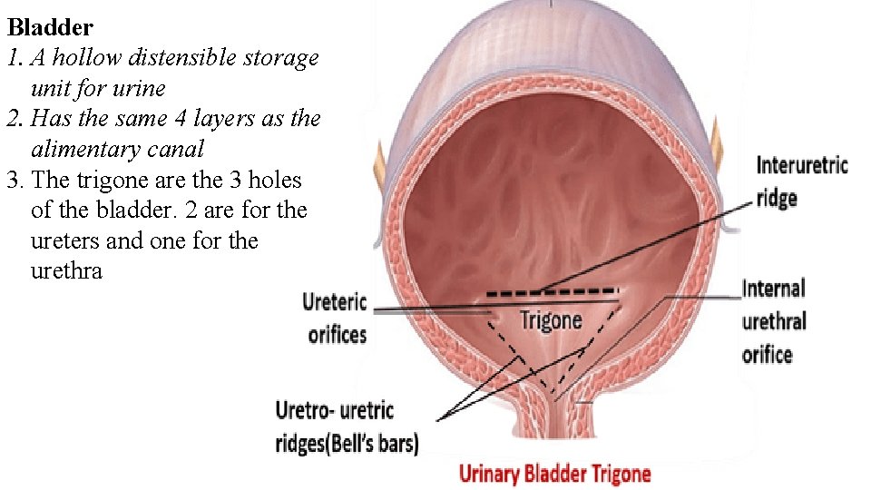 Bladder 1. A hollow distensible storage unit for urine 2. Has the same 4