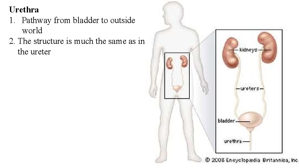 Urethra 1. Pathway from bladder to outside world 2. The structure is much the