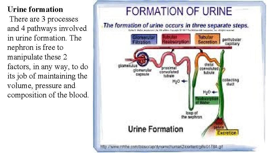 Urine formation There are 3 processes and 4 pathways involved in urine formation. The