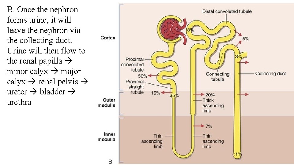 B. Once the nephron forms urine, it will leave the nephron via the collecting