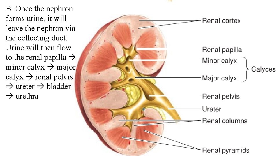 B. Once the nephron forms urine, it will leave the nephron via the collecting