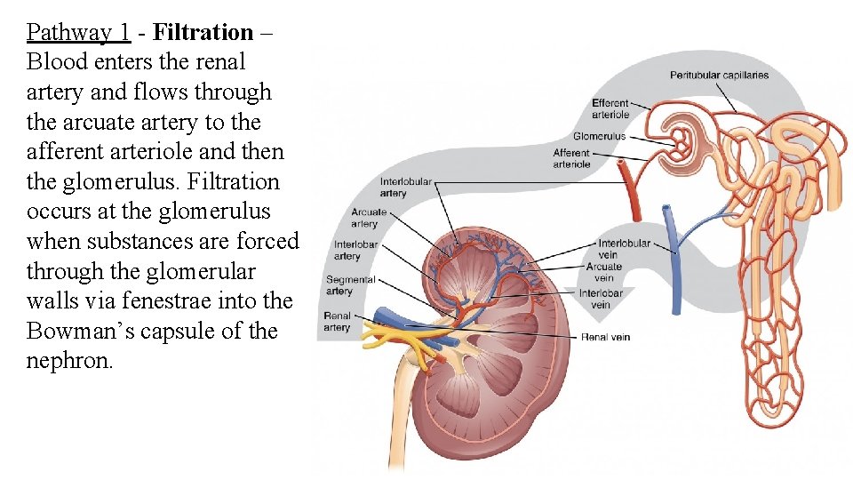 Pathway 1 - Filtration – Blood enters the renal artery and flows through the