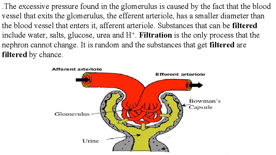 . The excessive pressure found in the glomerulus is caused by the fact that