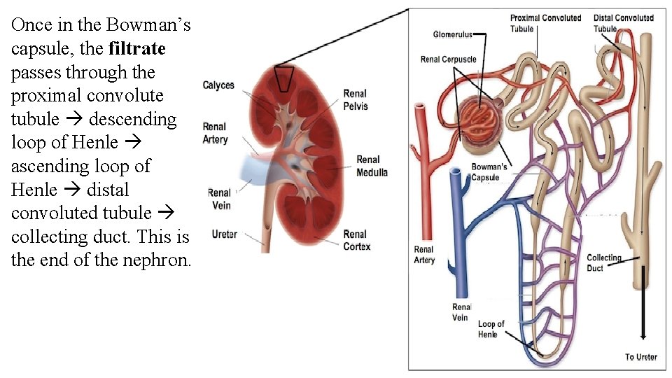 Once in the Bowman’s capsule, the filtrate passes through the proximal convolute tubule descending