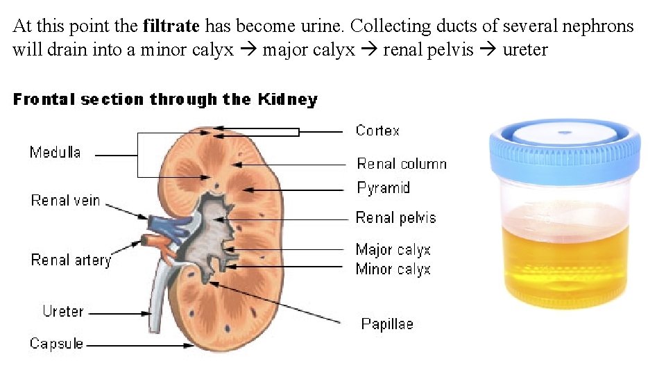 At this point the filtrate has become urine. Collecting ducts of several nephrons will