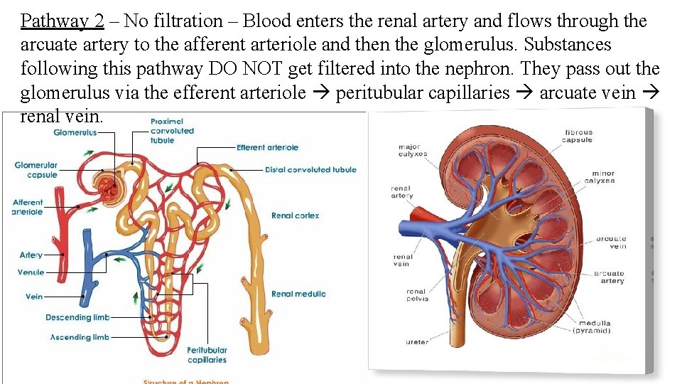 Pathway 2 – No filtration – Blood enters the renal artery and flows through