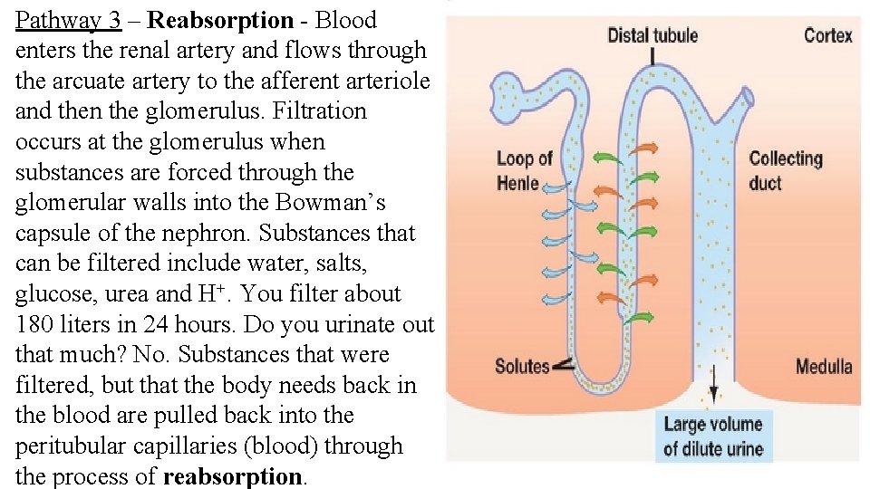 Pathway 3 – Reabsorption - Blood enters the renal artery and flows through the