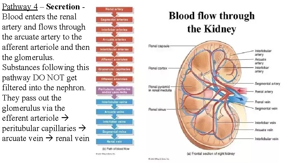 Pathway 4 – Secretion Blood enters the renal artery and flows through the arcuate