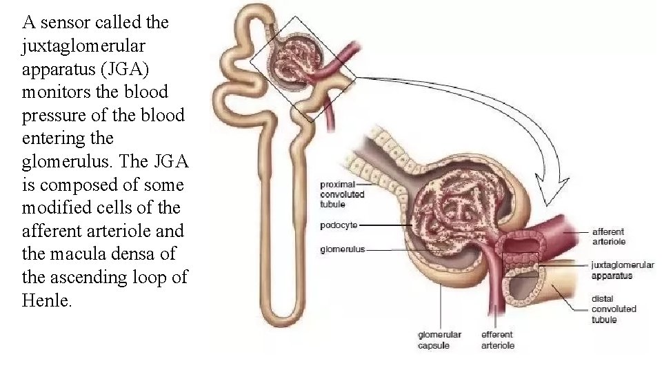 A sensor called the juxtaglomerular apparatus (JGA) monitors the blood pressure of the blood