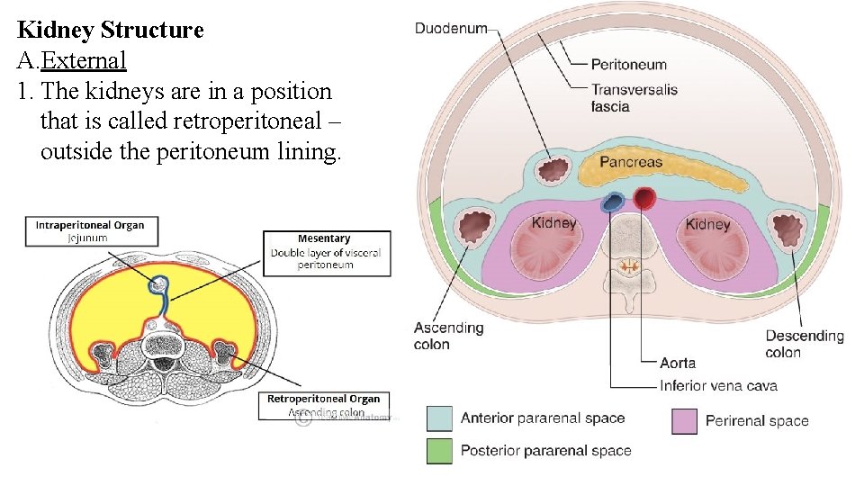 Kidney Structure A. External 1. The kidneys are in a position that is called