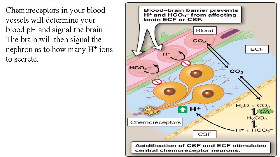 Chemoreceptors in your blood vessels will determine your blood p. H and signal the