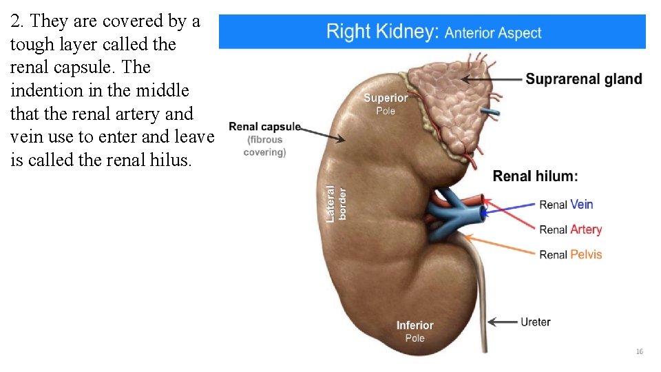 2. They are covered by a tough layer called the renal capsule. The indention