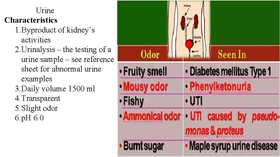 Urine Characteristics 1. Byproduct of kidney’s activities 2. Urinalysis – the testing of a