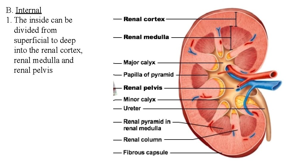 B. Internal 1. The inside can be divided from superficial to deep into the