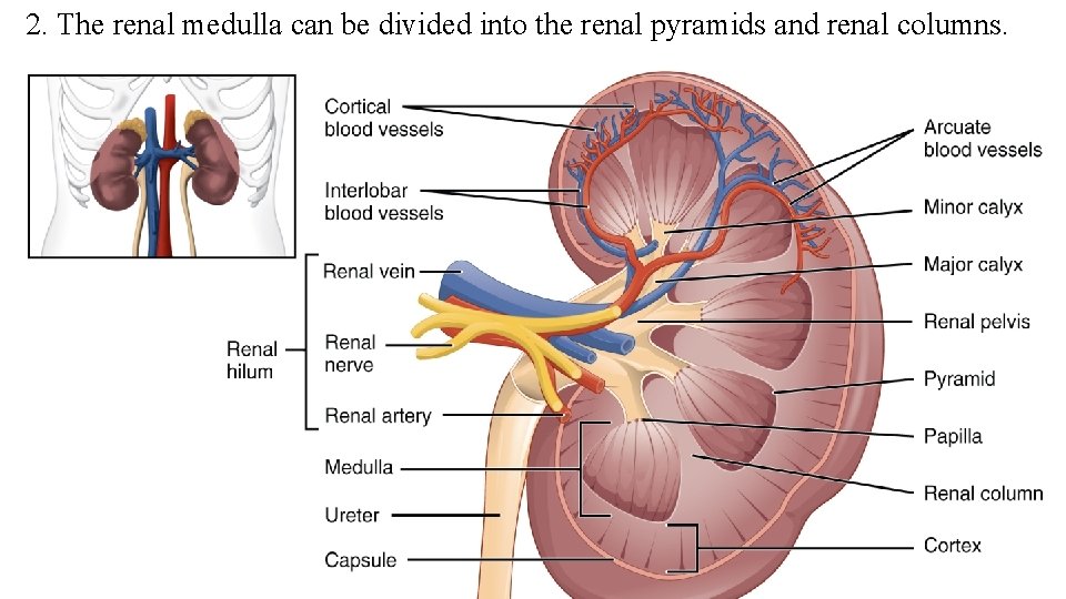 2. The renal medulla can be divided into the renal pyramids and renal columns.