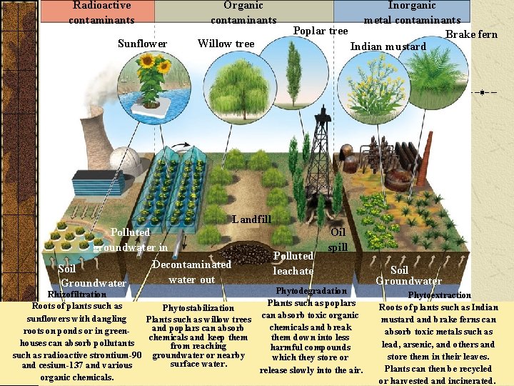 Radioactive contaminants Organic contaminants Sunflower Polluted groundwater in Soil Groundwater Willow tree Inorganic metal