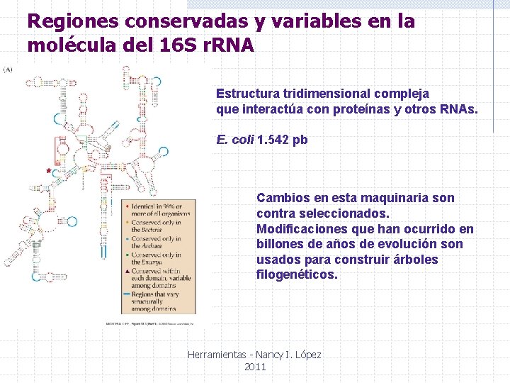 Regiones conservadas y variables en la molécula del 16 S r. RNA Estructura tridimensional