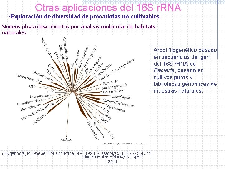 Otras aplicaciones del 16 S r. RNA • Exploración de diversidad de procariotas no