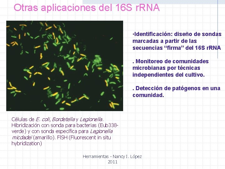 Otras aplicaciones del 16 S r. RNA • Identificación: diseño de sondas marcadas a