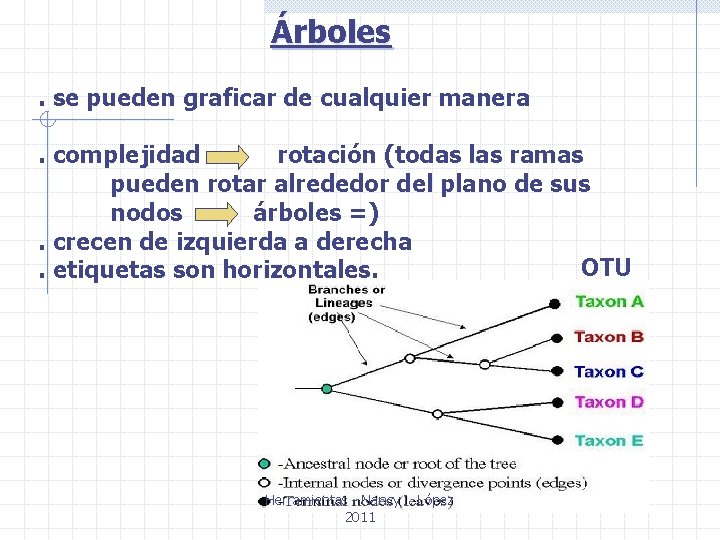 Árboles. se pueden graficar de cualquier manera. complejidad rotación (todas las ramas pueden rotar