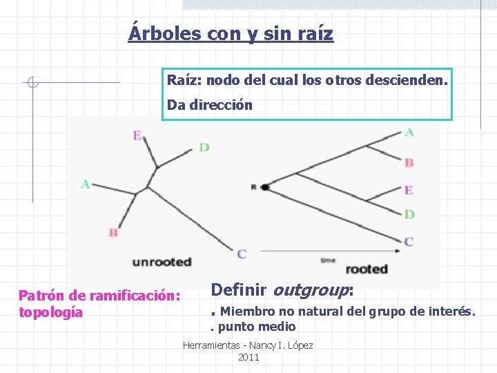 Árboles con y sin raíz Raíz: nodo del cual los otros descienden. Da dirección