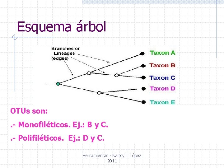 Esquema árbol OTUs son: . - Monofiléticos. Ej. : B y C. . -