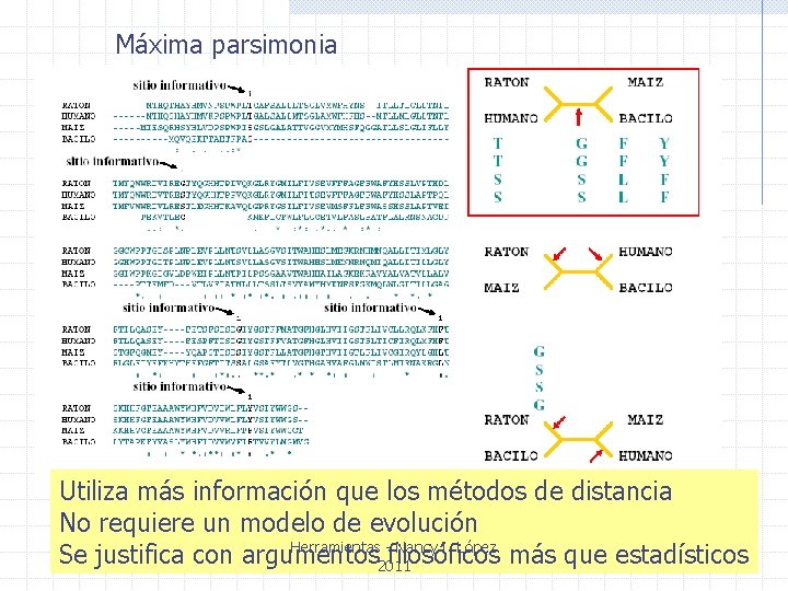 Máxima parsimonia Utiliza más información que los métodos de distancia No requiere un modelo