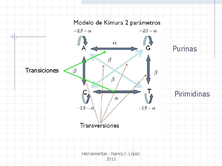 Purinas Transiciones Pirimidinas Herramientas - Nancy I. López 2011 