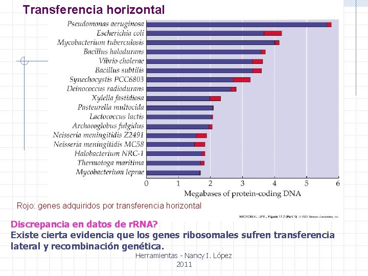 Transferencia horizontal Rojo: genes adquiridos por transferencia horizontal Discrepancia en datos de r. RNA?