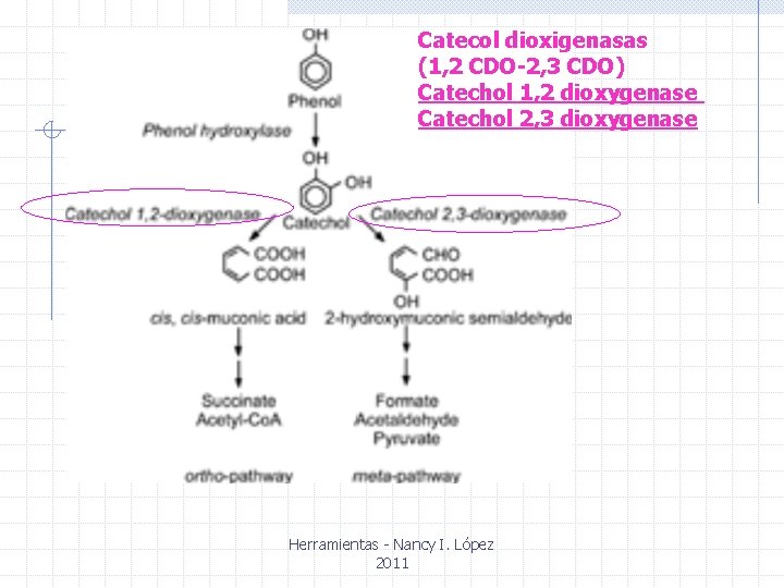 Catecol dioxigenasas (1, 2 CDO-2, 3 CDO) Catechol 1, 2 dioxygenase Catechol 2, 3