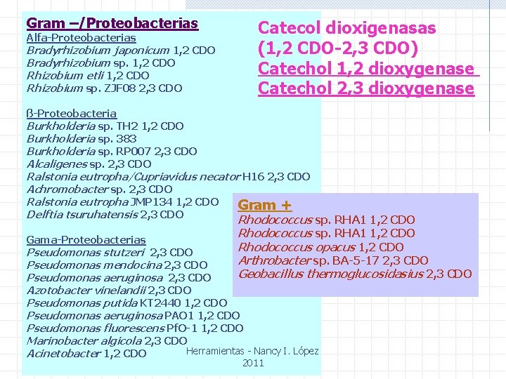 Gram –/Proteobacterias Alfa-Proteobacterias Bradyrhizobium japonicum 1, 2 CDO Bradyrhizobium sp. 1, 2 CDO Rhizobium