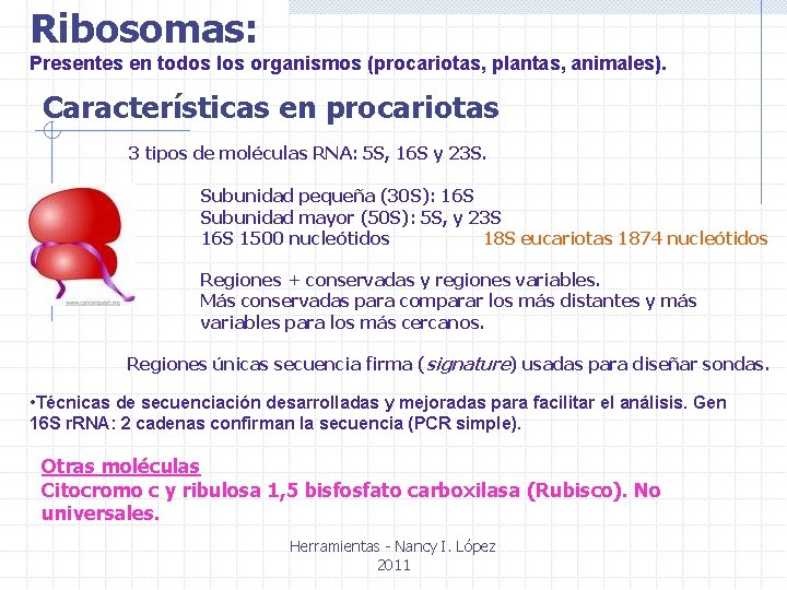 Ribosomas: Presentes en todos los organismos (procariotas, plantas, animales). Características en procariotas 3 tipos