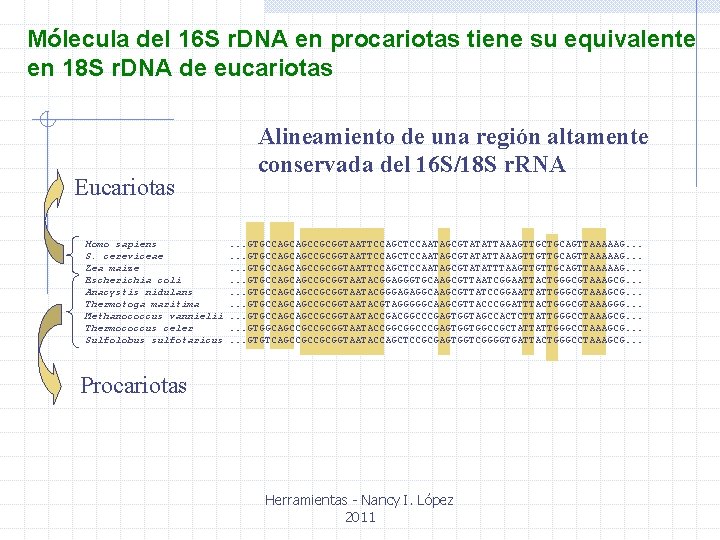 Mólecula del 16 S r. DNA en procariotas tiene su equivalente en 18 S