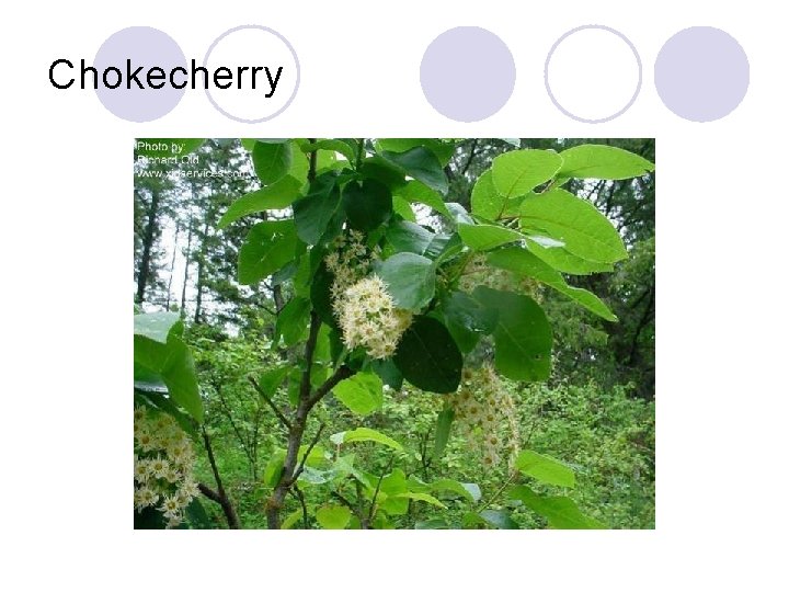 Chokecherry 