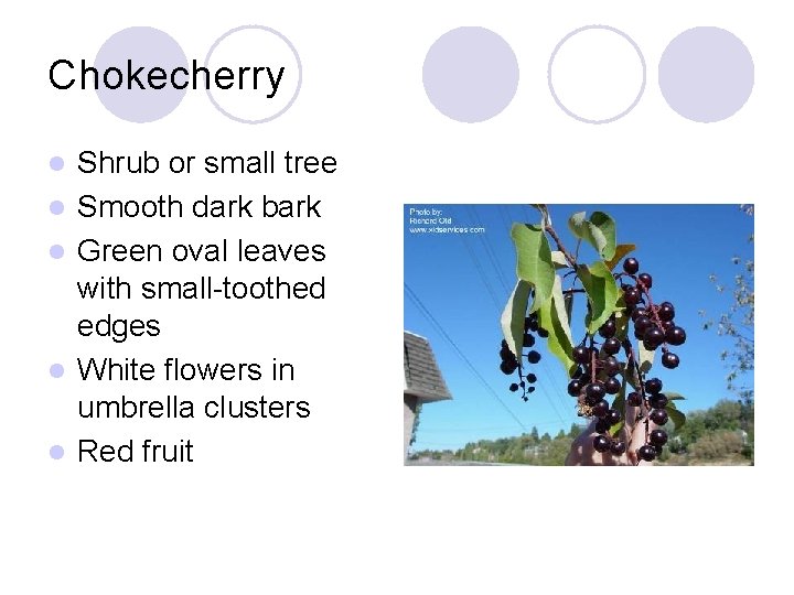 Chokecherry l l l Shrub or small tree Smooth dark bark Green oval leaves
