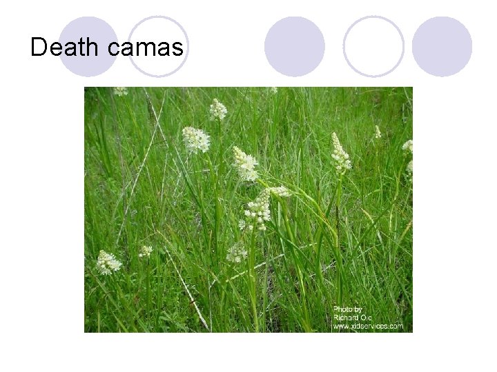 Death camas 