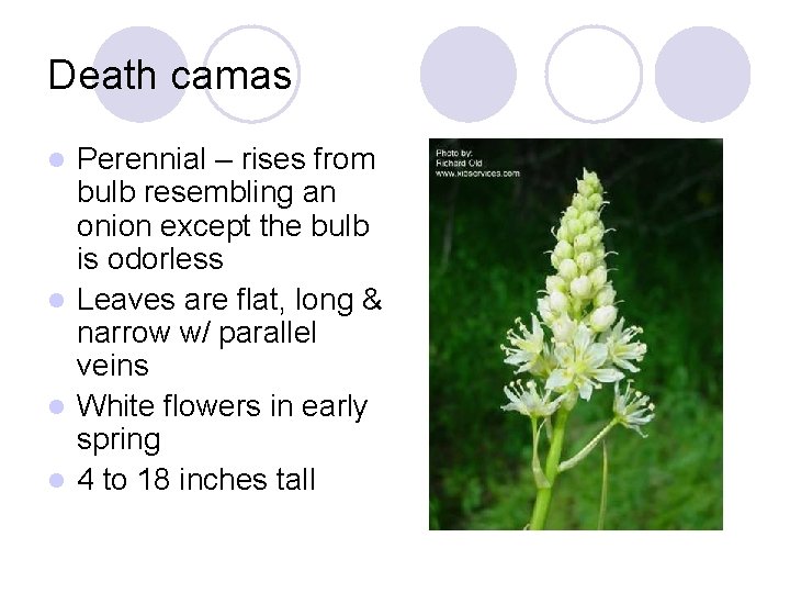 Death camas Perennial – rises from bulb resembling an onion except the bulb is