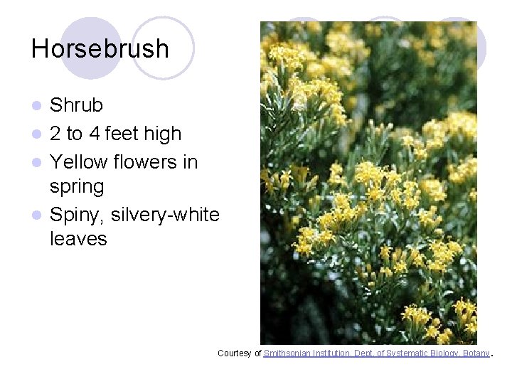 Horsebrush Shrub l 2 to 4 feet high l Yellow flowers in spring l