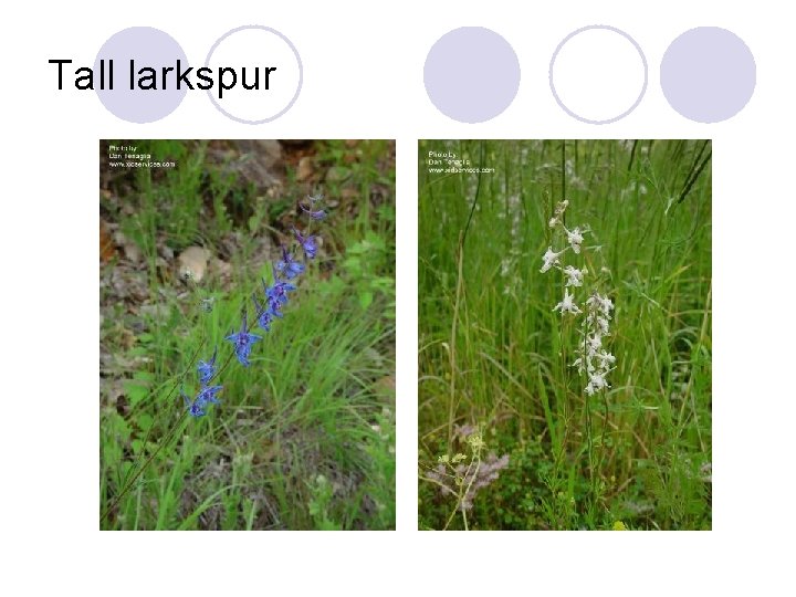 Tall larkspur 